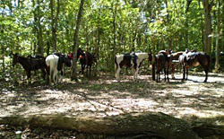 horseback riding
